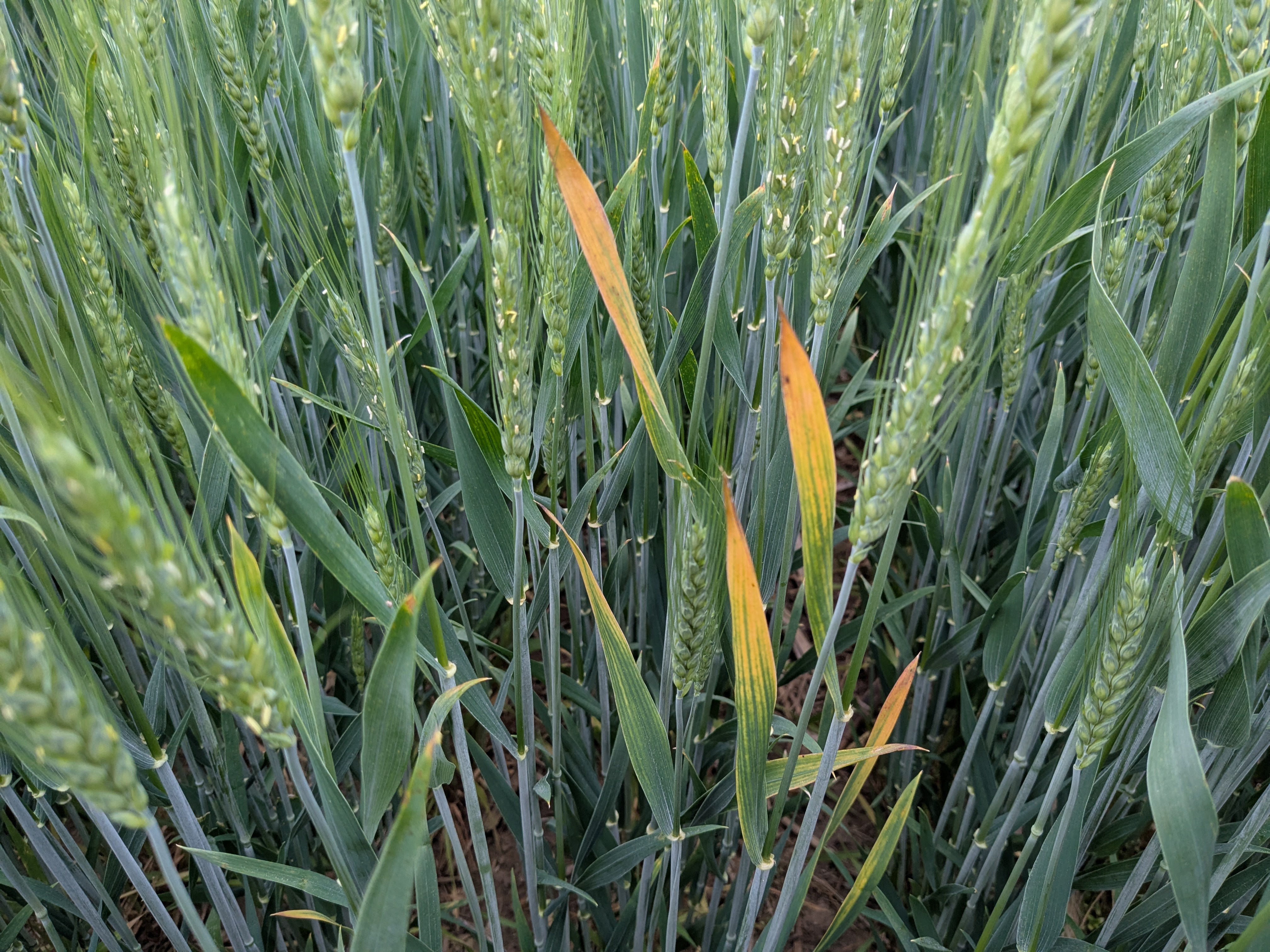 Christine Charles WW 5 26 25.jpg